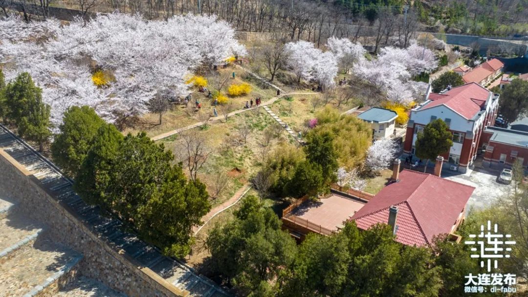大连樱花海,惊艳绽放!_澎湃号·政务_澎湃新闻-the paper