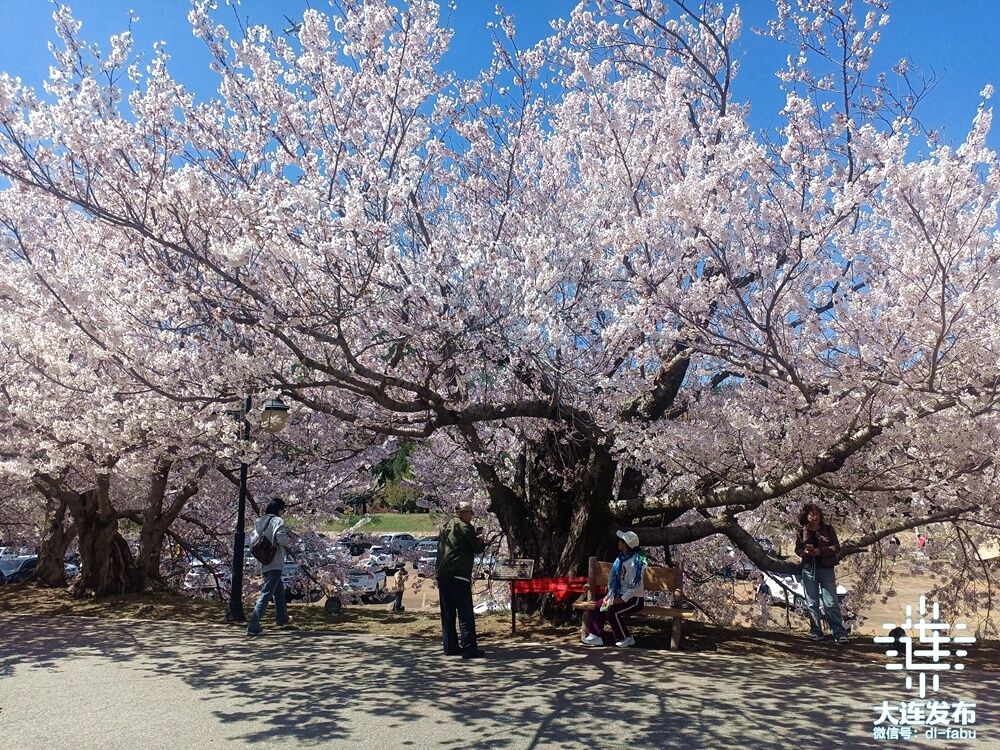大连樱花海,惊艳绽放!_澎湃号·政务_澎湃新闻-the paper