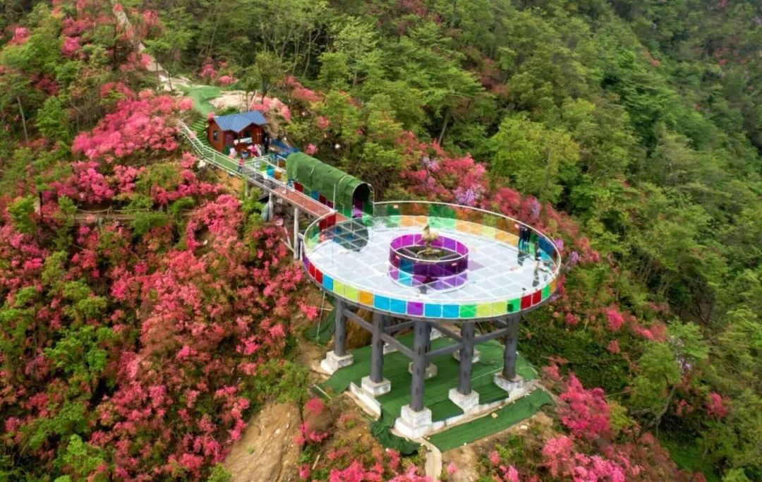 天马寨五彩杜鹃开满山头啦!还不快来看?