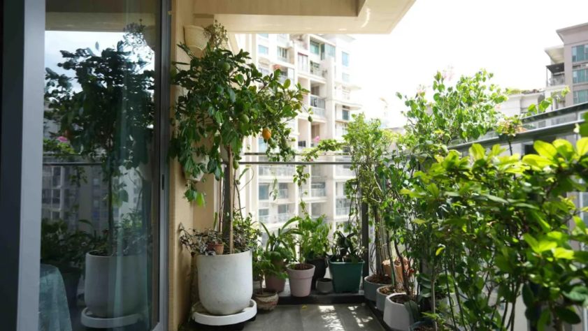 深圳:屋顶阳台种花草可获政府奖励_澎湃号·媒体_澎湃新闻-the paper