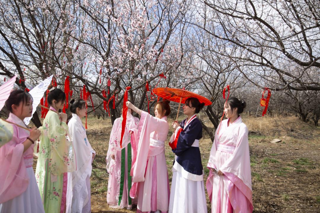 【2024春游河北】万全区第六届"杏花节"喊你来赏花!