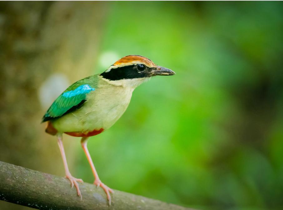 建德市新记录野生动物红尾歌鸲 建德市新记录野生动物白腹蓝