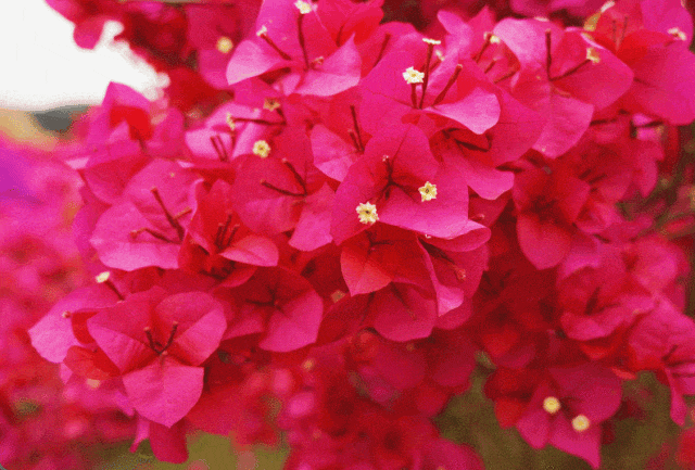 来郫都分会场,沉浸式体验姹紫嫣红的三角梅世界_澎湃