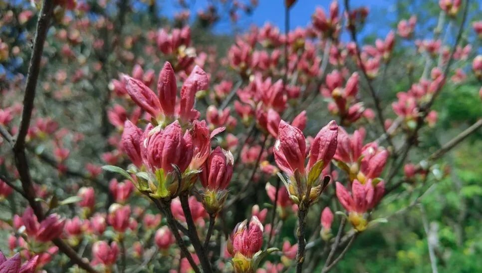 龟峰山上雾初开,含苞欲放待君来!_澎湃号·政务_澎湃新闻-the paper