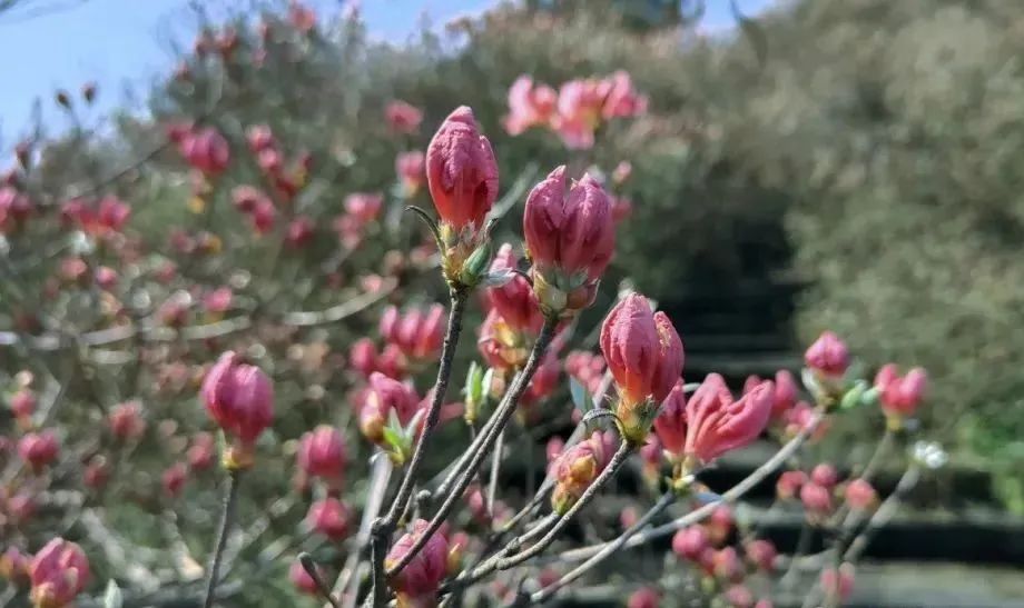 龟峰山上雾初开,含苞欲放待君来!_澎湃号·政务_澎湃新闻-the paper