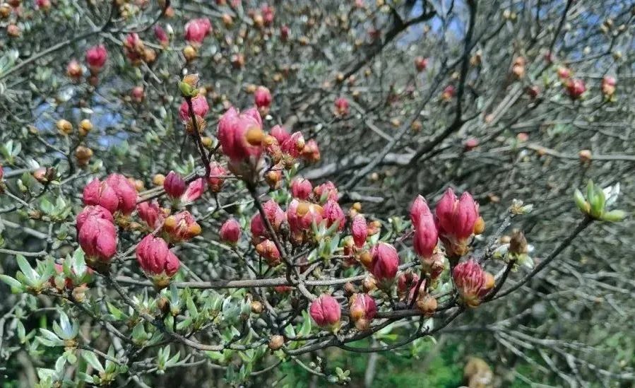 苦候东风增灿烂,若问花期意费猜.龟峰山上雾初开