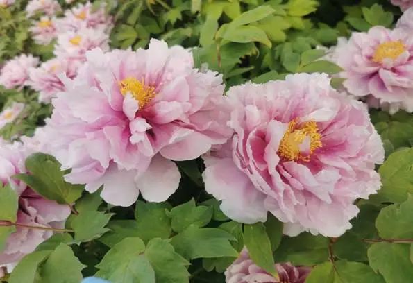 4月17日牡丹花情预报_澎湃号·政务_澎湃新闻-the paper