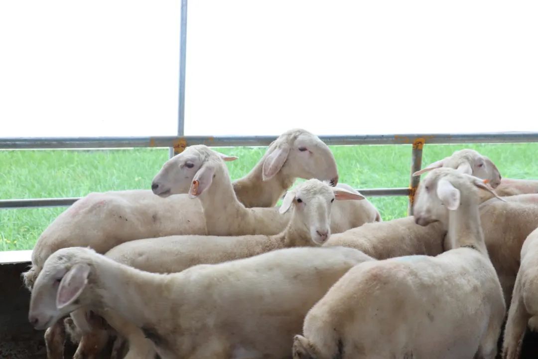 江山湖羊"定亲"新疆乌什_澎湃号·政务_澎湃新闻-the paper