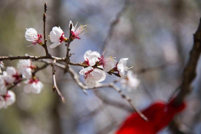 【2024春游河北】万全区第六届"杏花节"喊你来赏花!