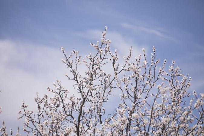 【2024春游河北】万全区第六届"杏花节"喊你来赏花!