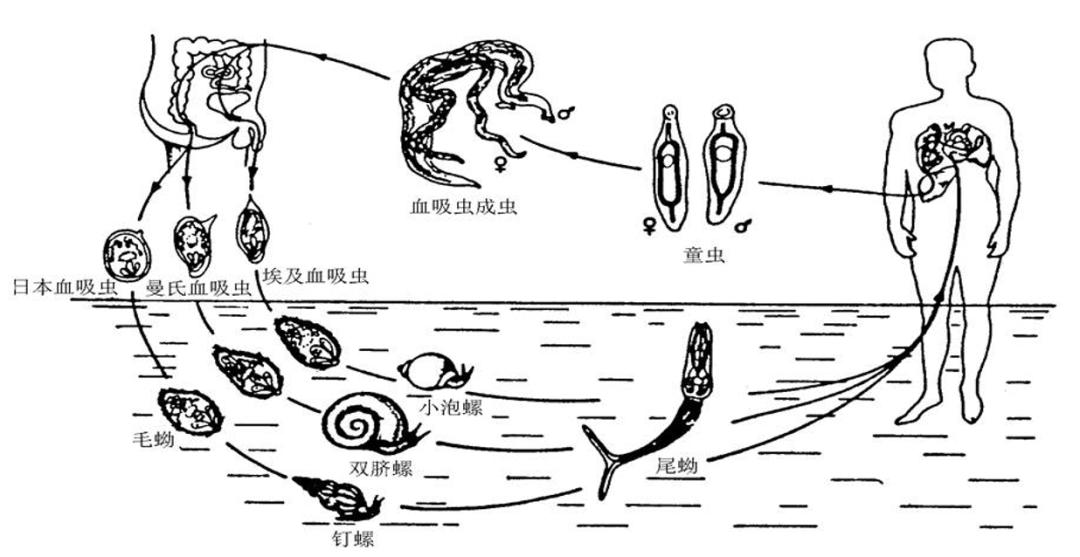 鞭虫生活史箭头图图片