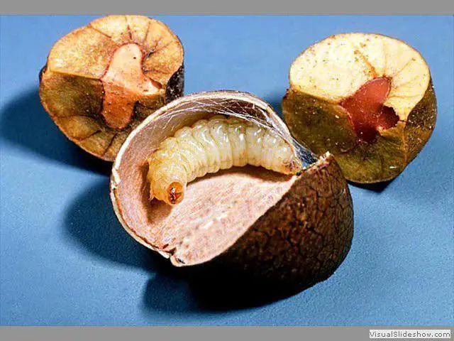 哈尔滨出现会蹦的"辣椒籽",不停上下蹦跶,是另类墨西哥跳豆?