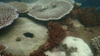 为全球变暖“愁白了头”，大堡礁还有救吗？