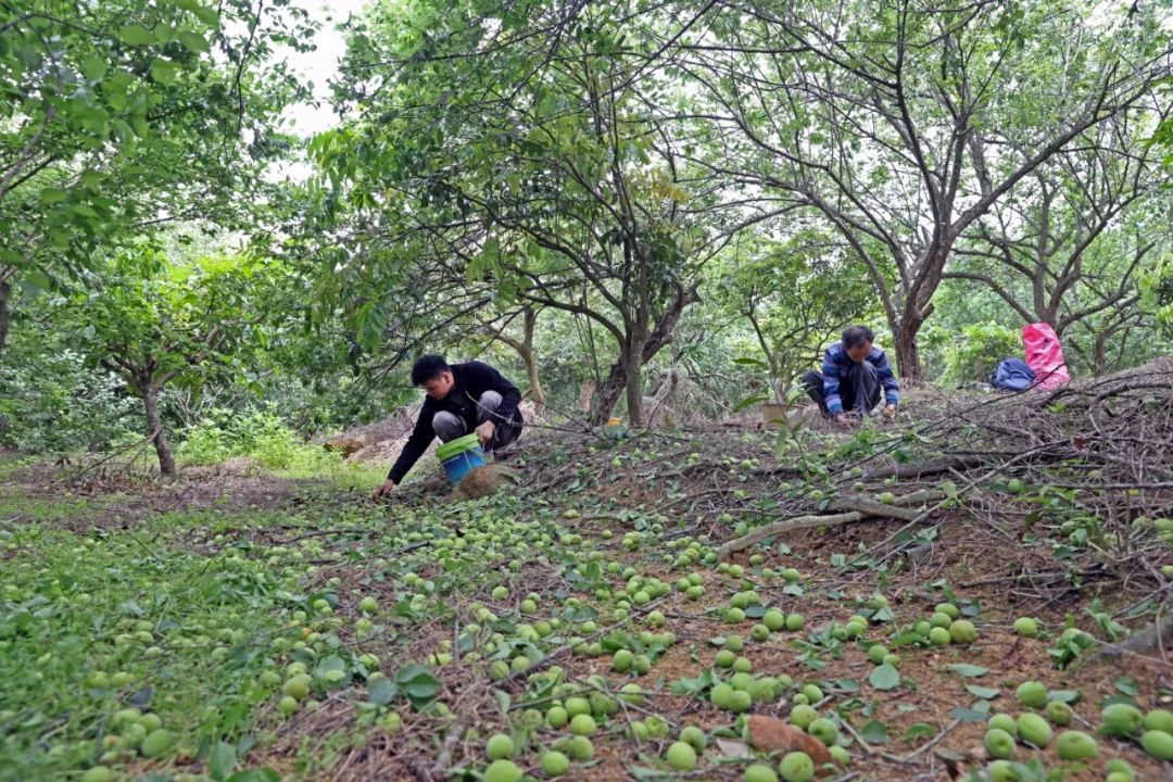 清远佛冈"水果之乡",青梅熟了!