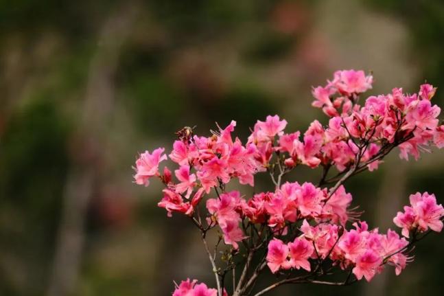 聚焦!麻城龟峰山杜鹃花海实拍