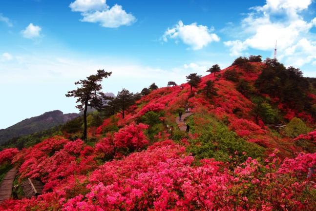 聚焦!麻城龟峰山杜鹃花海实拍