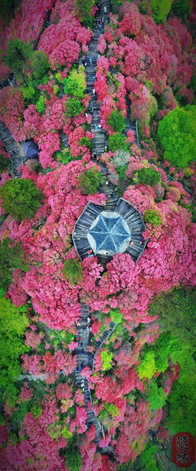 麻城龟峰山杜鹃花海实拍_澎湃号·政务_澎湃新闻