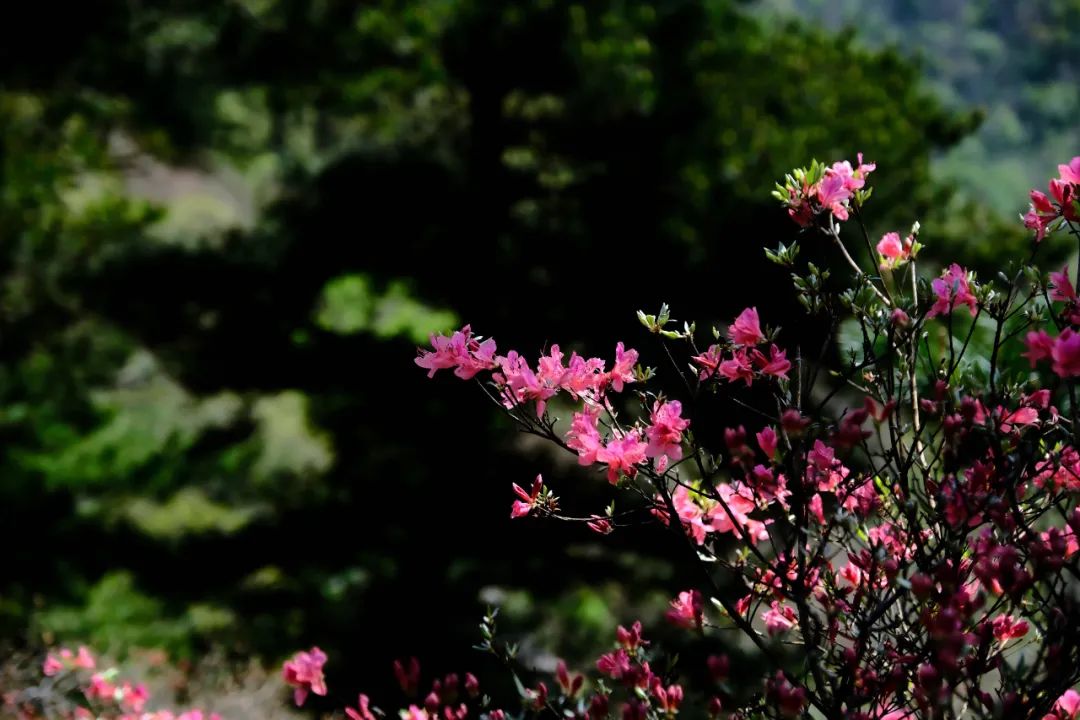 聚焦!麻城龟峰山杜鹃花海实拍