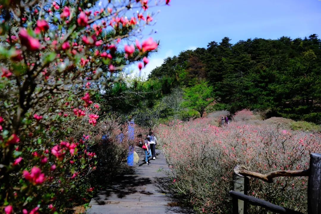 聚焦!麻城龟峰山杜鹃花海实拍