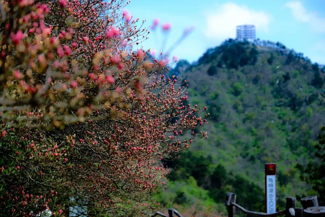 聚焦!麻城龟峰山杜鹃花海实拍