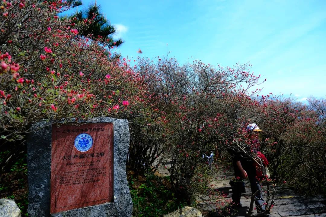 聚焦!麻城龟峰山杜鹃花海实拍