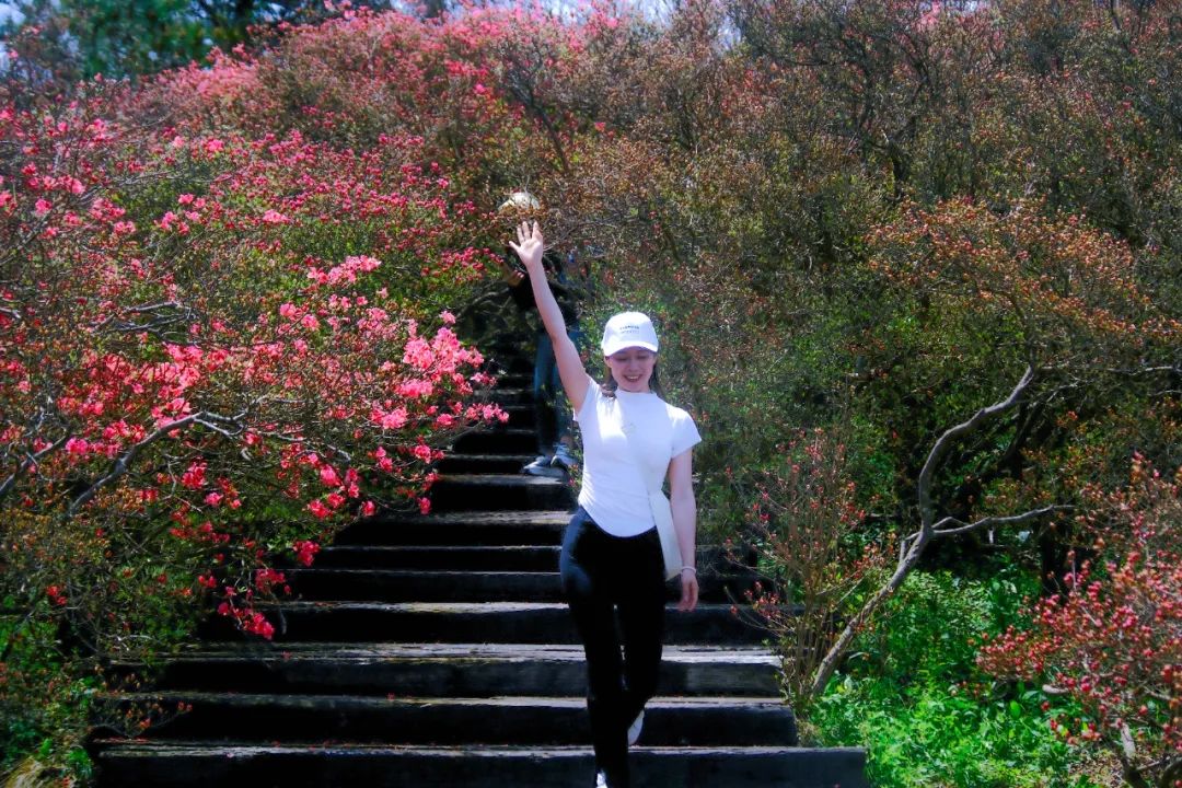 麻城龟峰山杜鹃花海实拍_澎湃号·政务_澎湃新闻-the paper