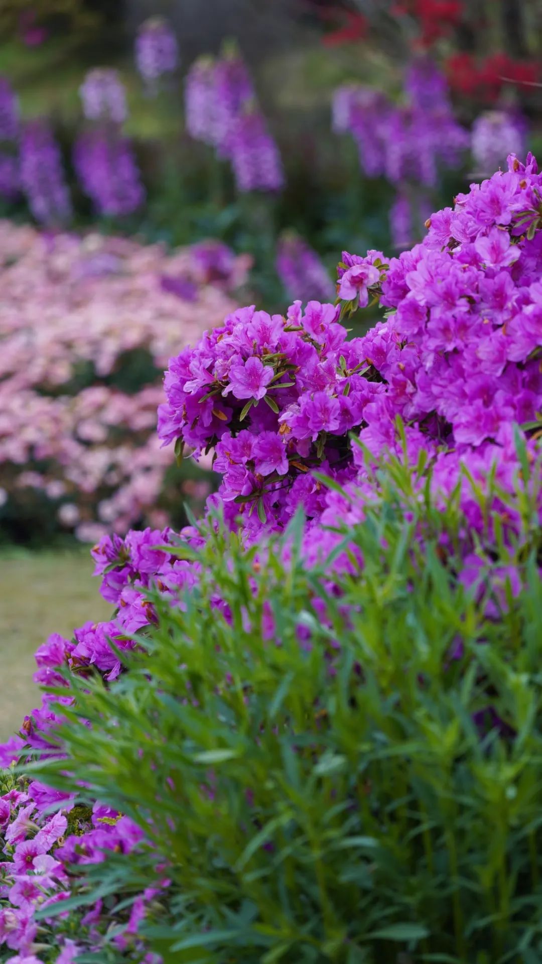 十九个不同品种花色近百株大树以创新的园艺手法配置了十几种彩叶枫树