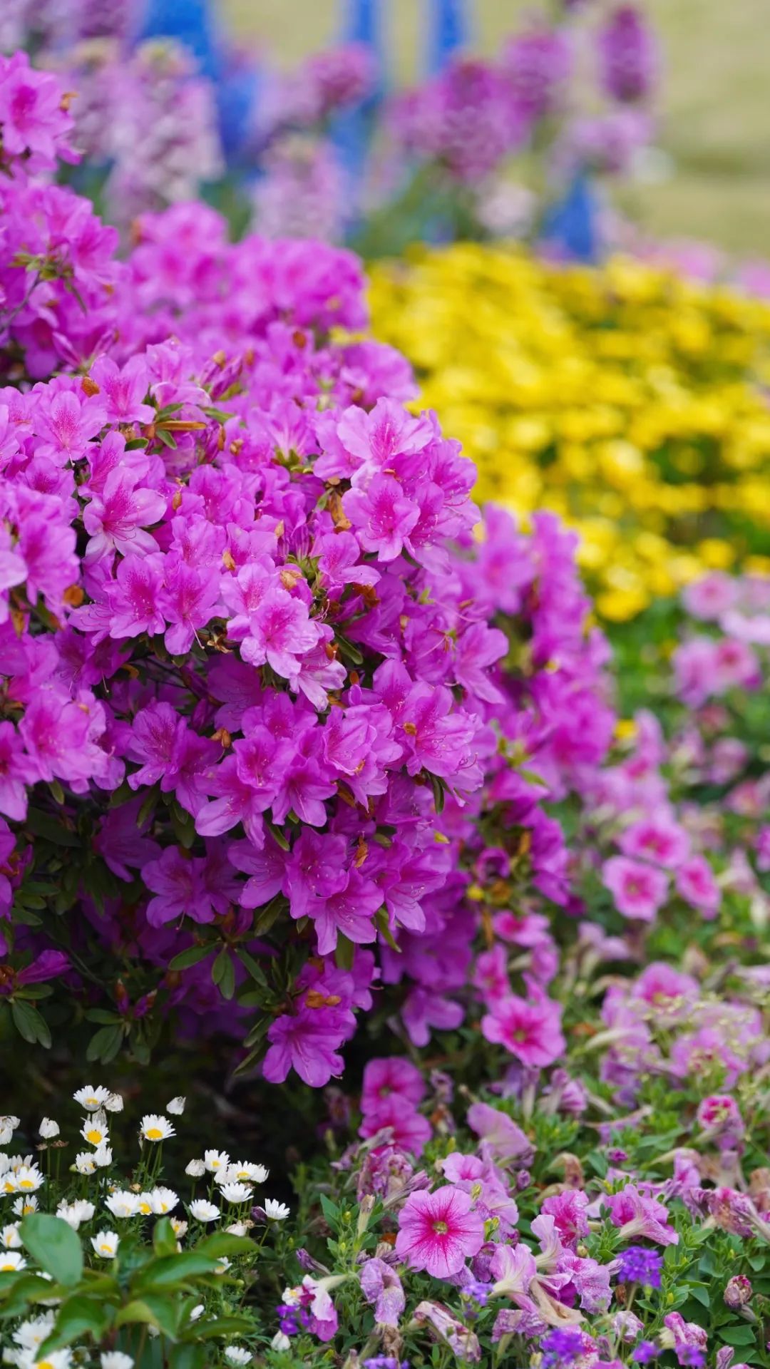 十九个不同品种花色近百株大树以创新的园艺手法配置了十几种彩叶枫树