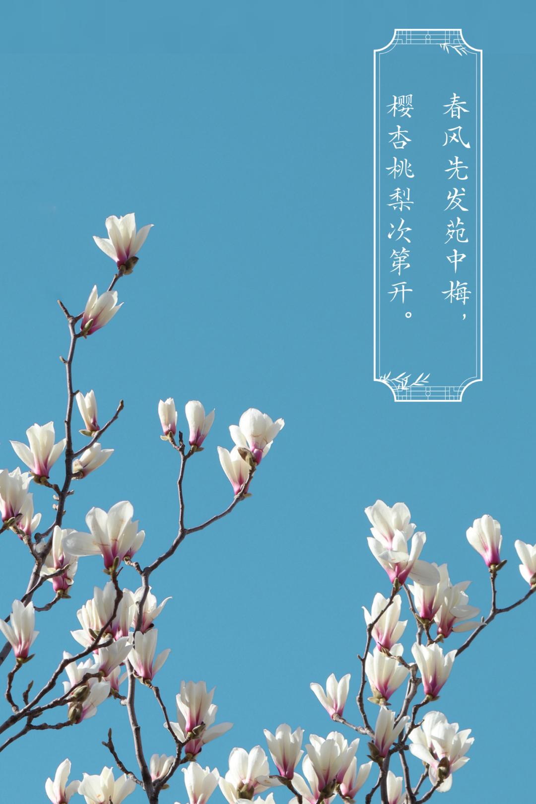 写不尽繁花似锦快来抽取你的专属春花吧你的专属花签是什么呢?