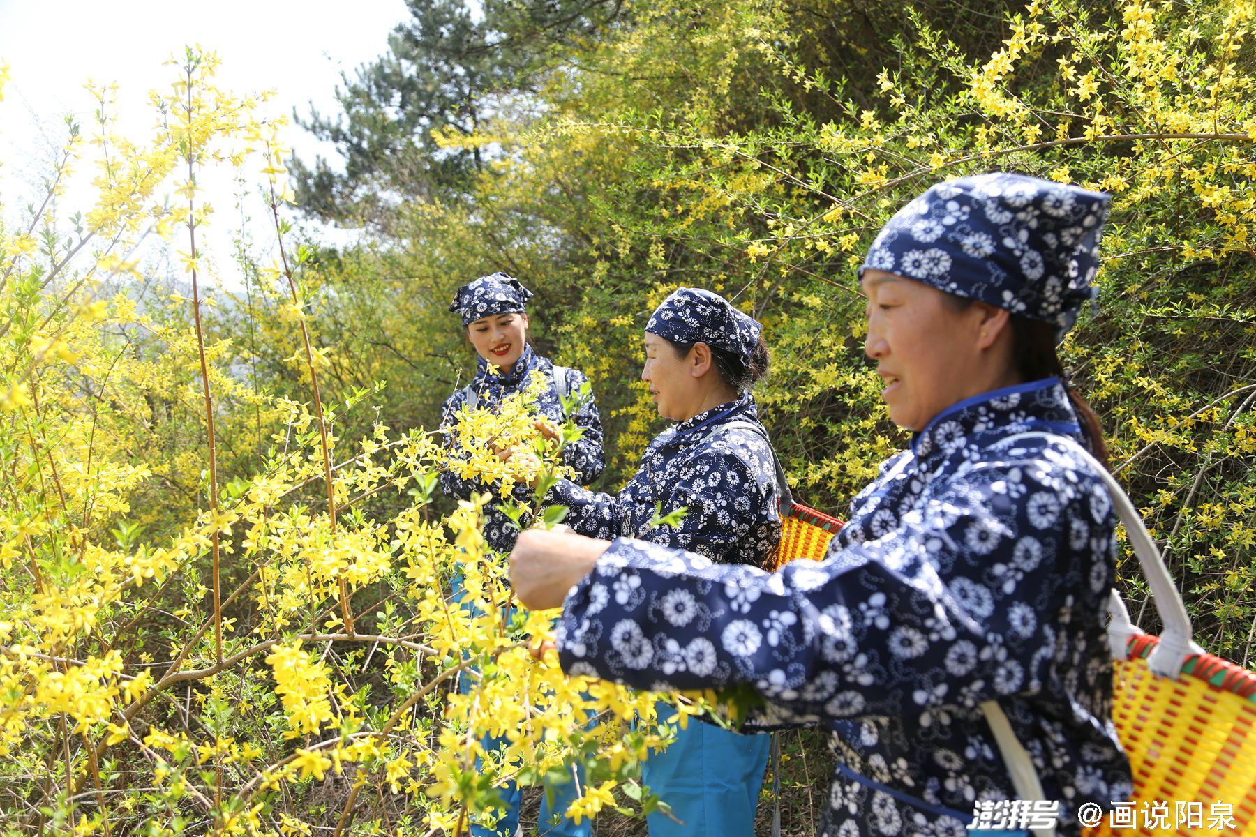节令之美|谷雨“神泉”采茶去_澎湃号·湃客_澎湃新闻-The Paper