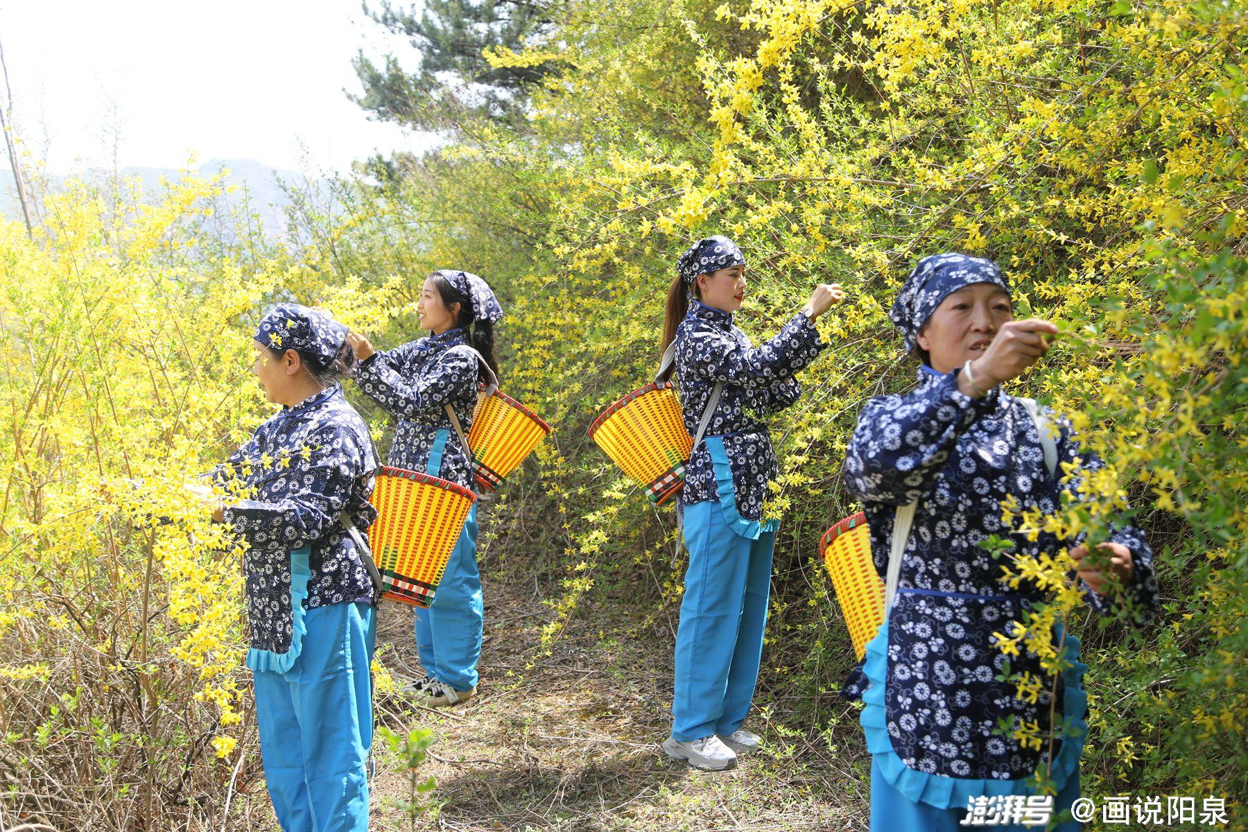节令之美|谷雨“神泉”采茶去_澎湃号·湃客_澎湃新闻-The Paper