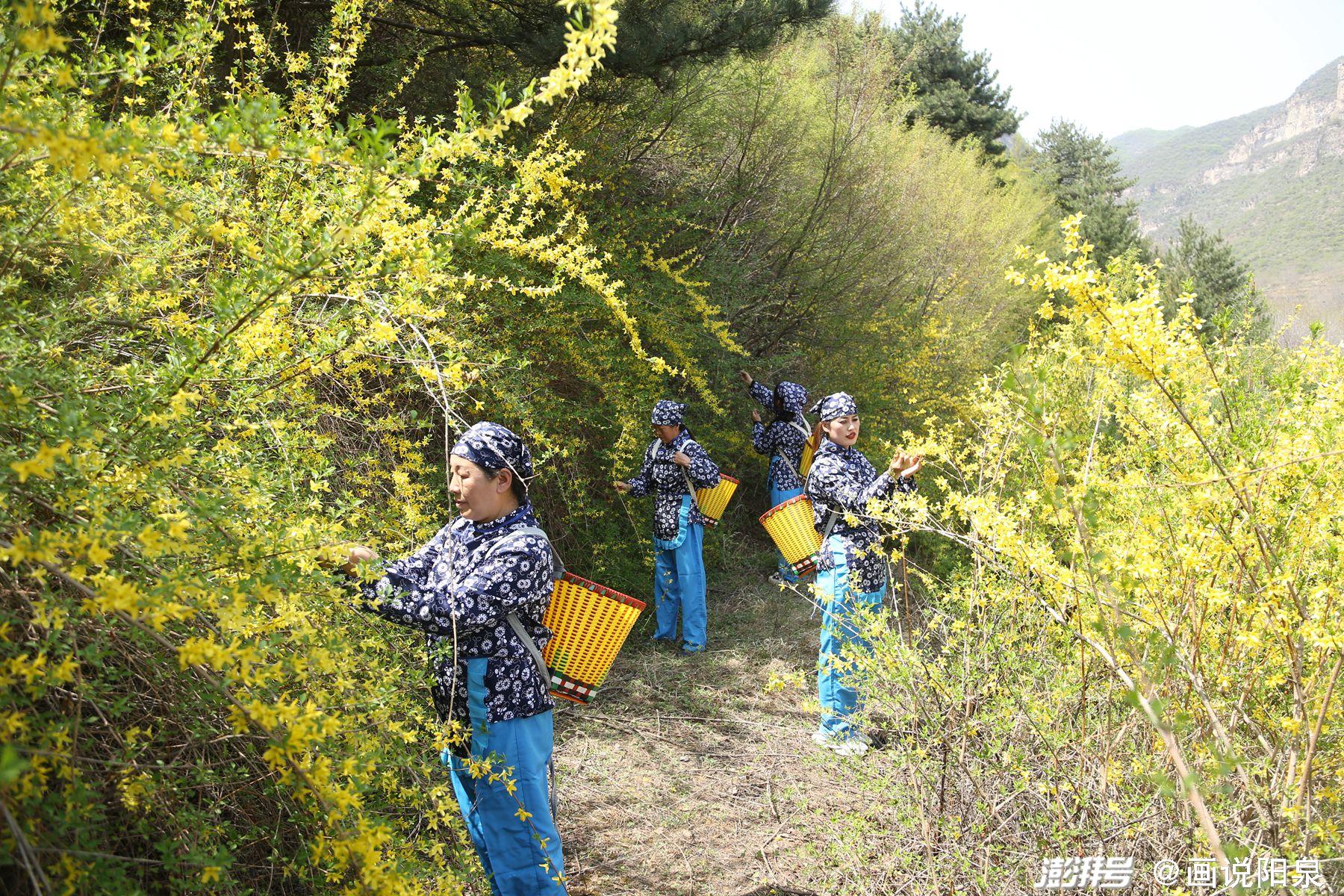 节令之美|谷雨“神泉”采茶去_澎湃号·湃客_澎湃新闻-The Paper