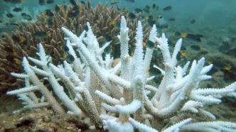 美国机构警示，全球第四次珊瑚白化事件开始，为何今年珊瑚突然变白？