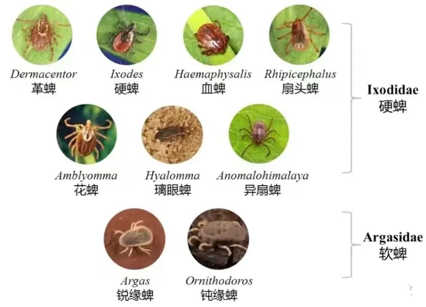 通称为硬蜱,属硬蜱科;无盾板者,通称为软蜱,属软蜱科