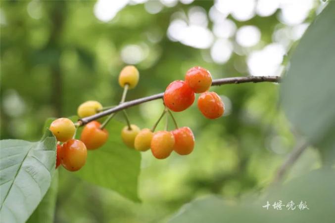 樱!桃!红!了!@十堰人,该回家了