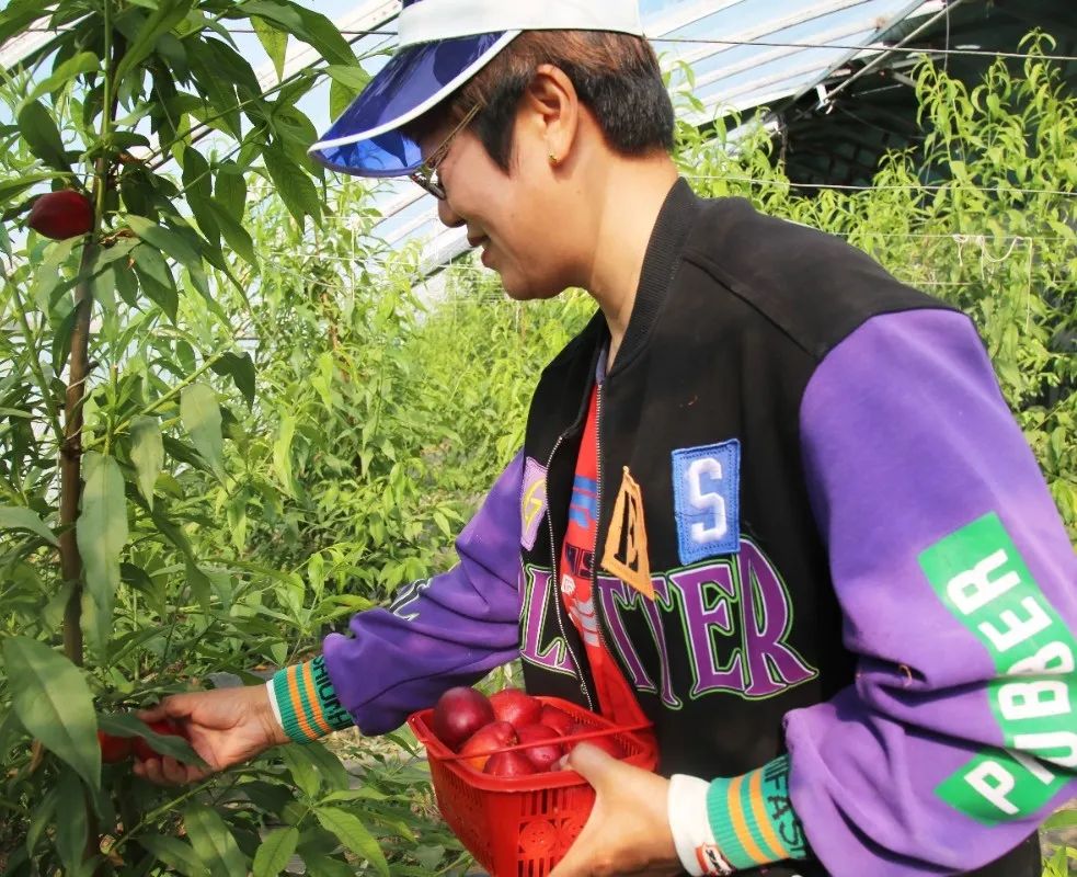 大棚油桃坐果药图片