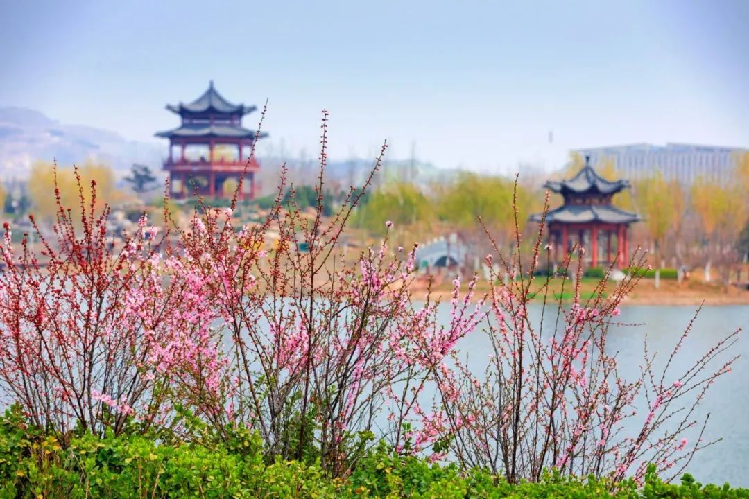 戴河生态园,拓园,拓园春花盛放 08李玉香春天,花开满园期待在秦皇岛
