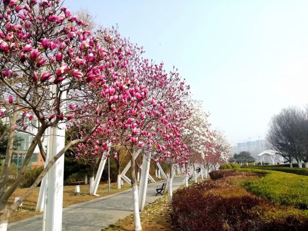 四月的秦皇岛,满城花开 万鸟翩跹