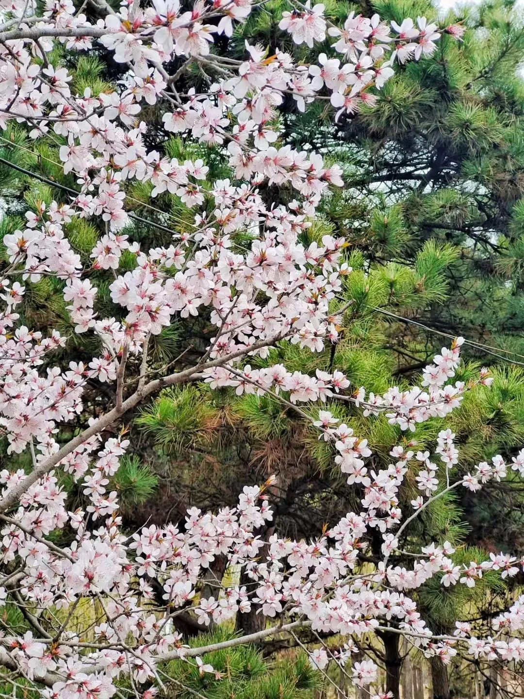 四月的秦皇岛,满城花开 万鸟翩跹