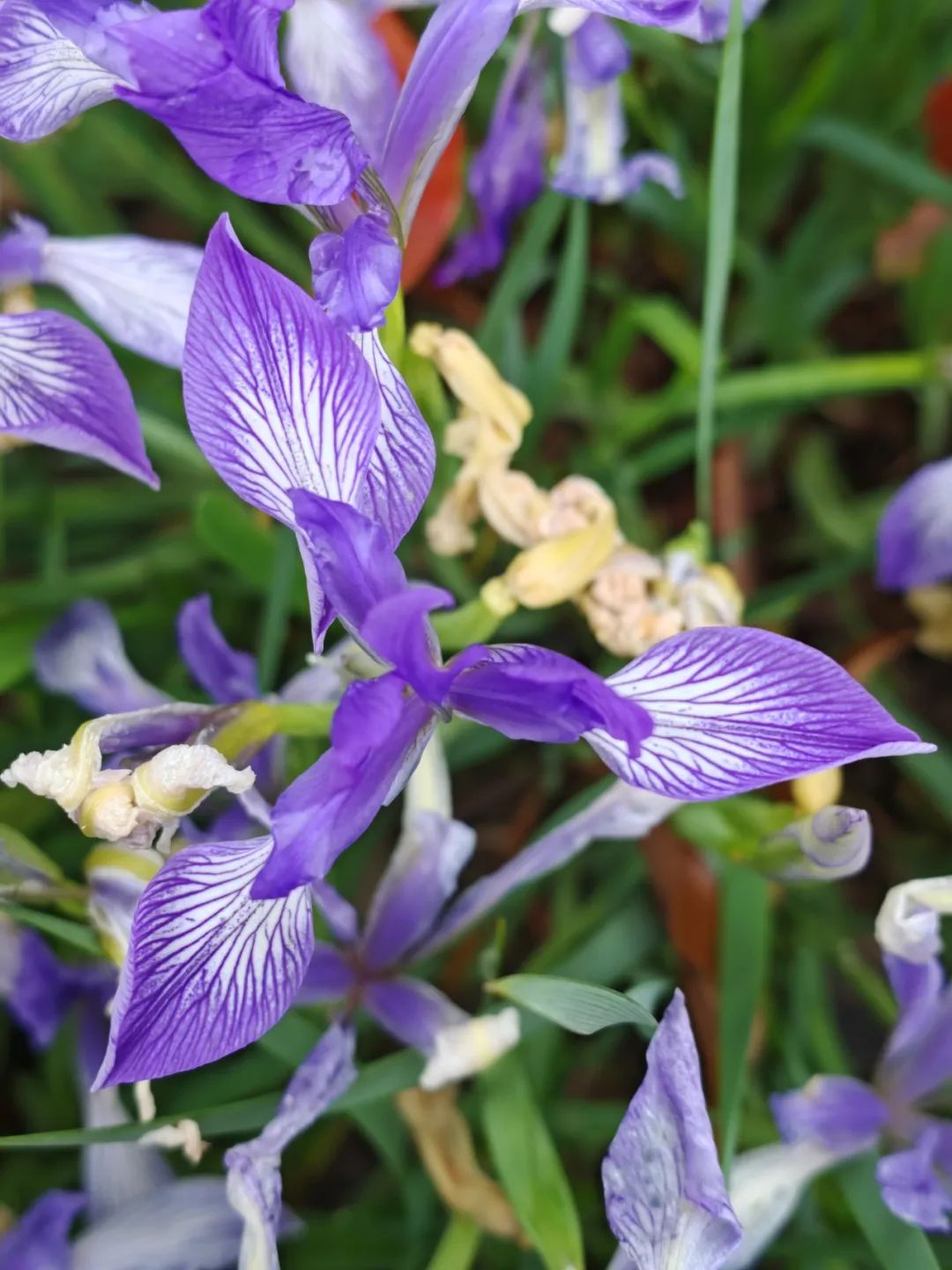 河北阜平马兰花图片