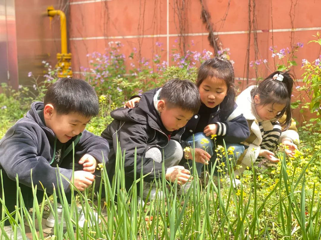 校园春景藏不住 来寻觅孩子下课后的春天