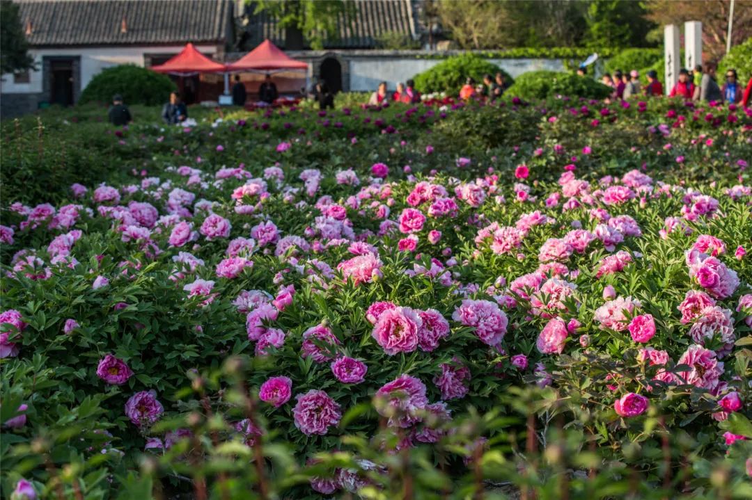 牟平牡丹园,烟台植物园里的牡丹竞相开放,仪态万千.