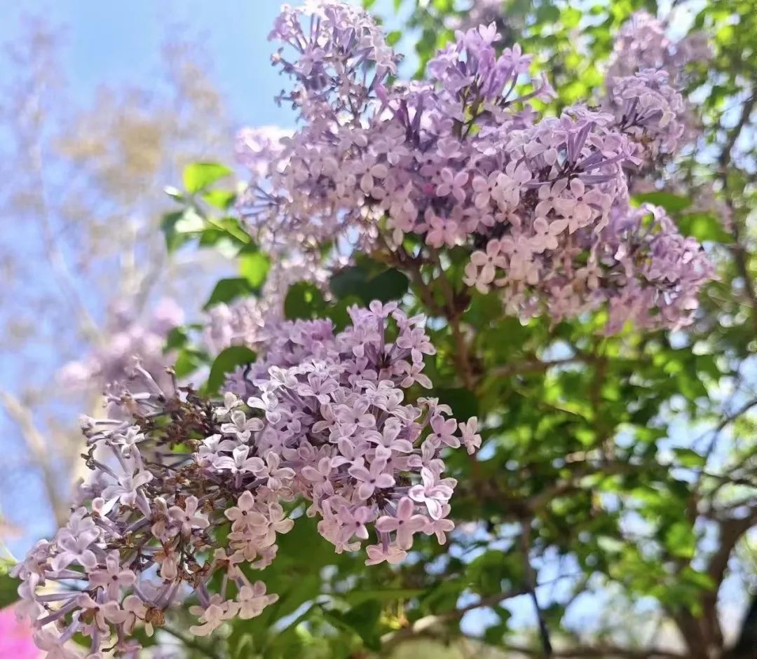 美了美了!寻找工大最美"校花"