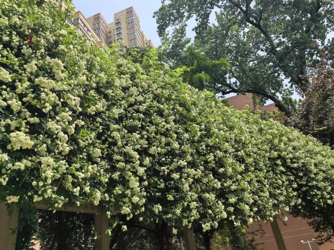 美了美了!寻找工大最美"校花"