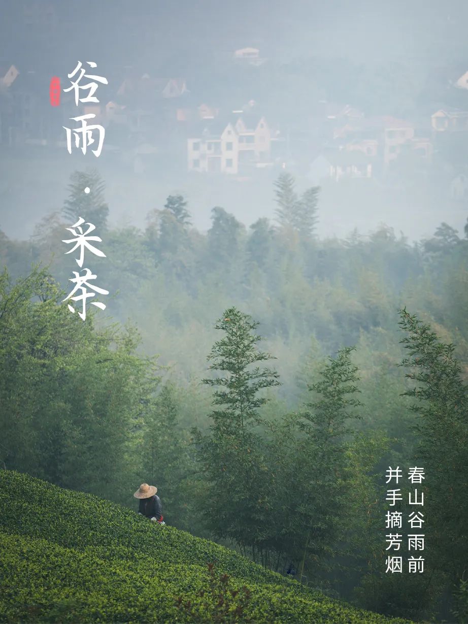 谷雨 | 听春、赏春、吃春、饮春_澎湃号·政务_澎湃新闻-The Paper