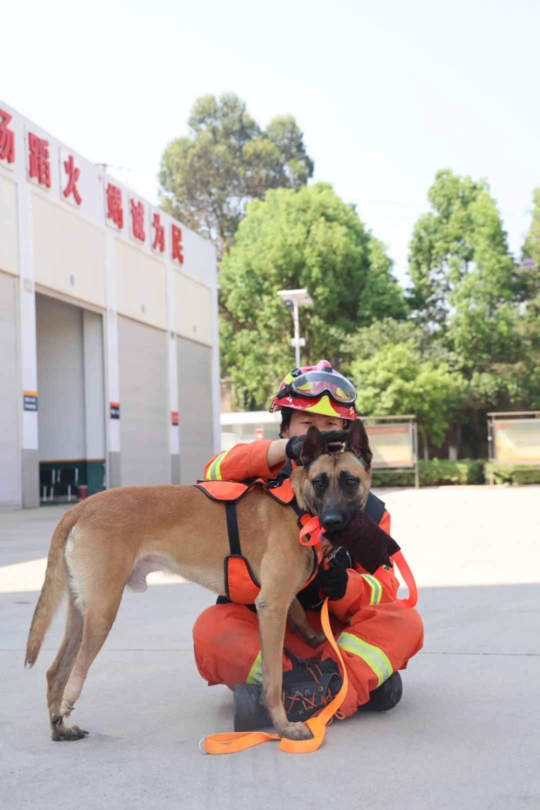 心疼:搜救犬因战致伤,用勇敢治愈我们