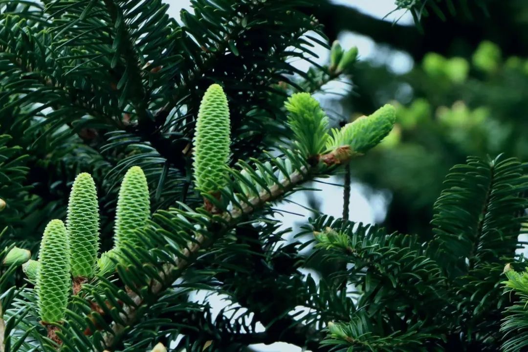 百山祖冷杉雄花率先绽放,惊艳!