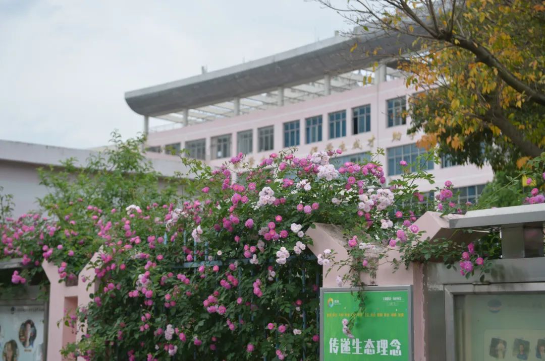 德阳中学玉泉校区校外的蔷薇花已然绽放,浅粉,桃红,深红色的花儿攀爬