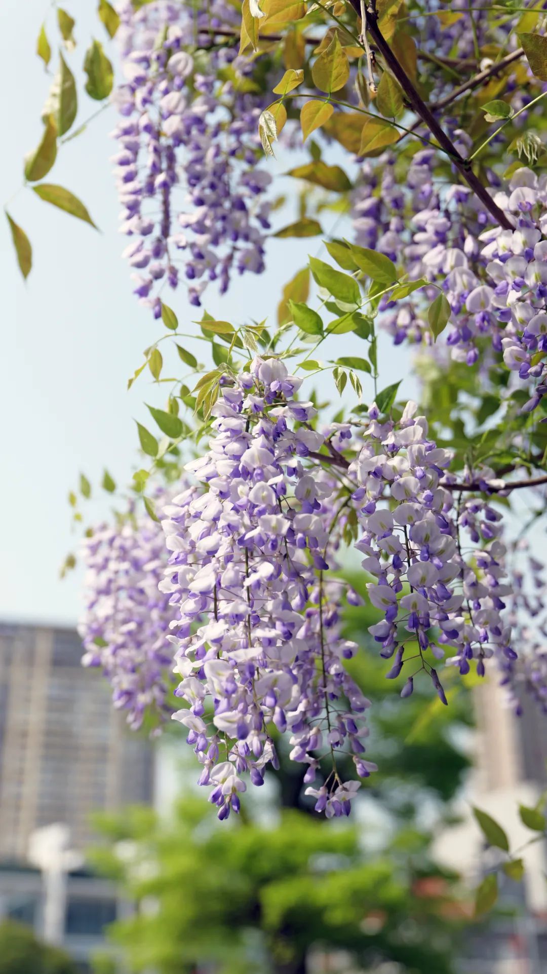 锦州市第十二中学校花图片