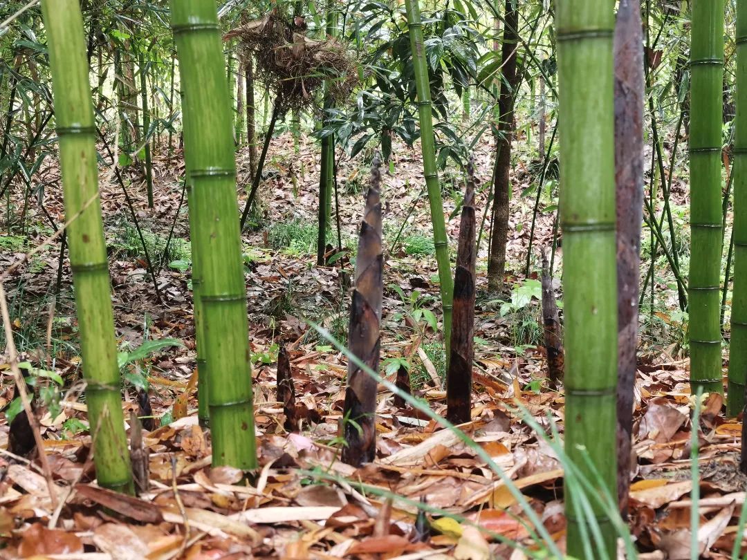家门口就能打卡的绿色氧吧,快来青浦竹博园一起深呼吸